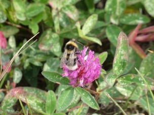 Biodiversity Projects in Vattenfall - Bumblebee