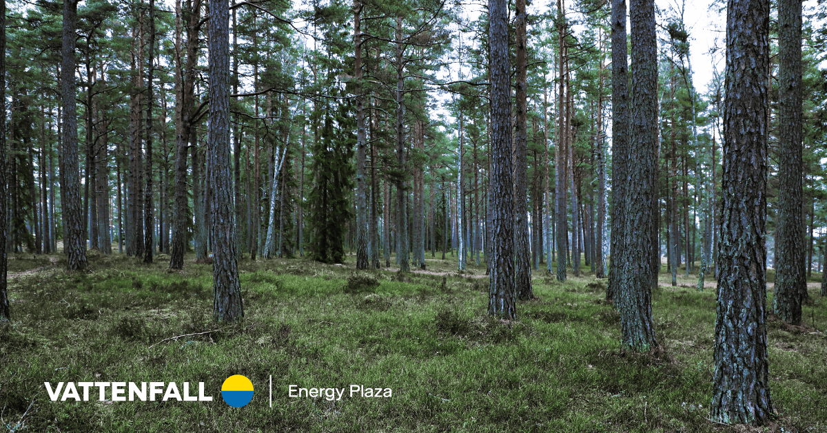 Mäntymetsä