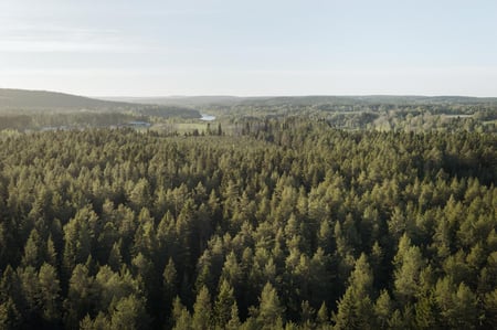 Laaja metsämaisema ylhäältä kuvattuna
