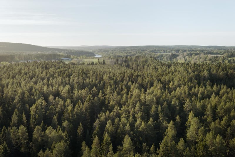 Laaja metsämaisema ylhäältä kuvattuna