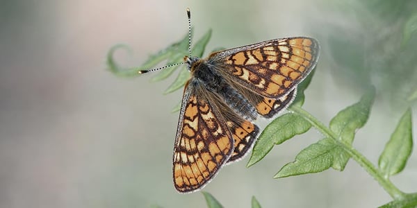 punakeltaverkkoperhonen