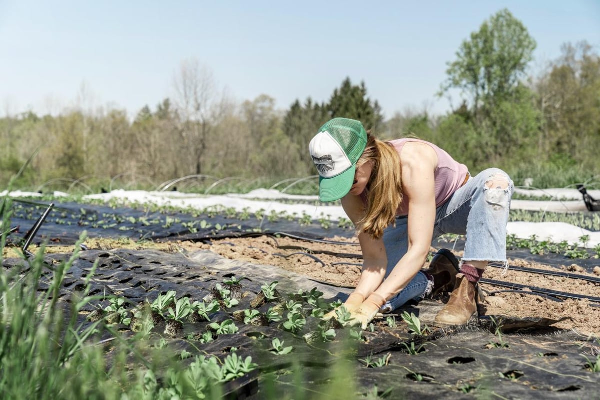 Henkilö työskentelee kumartuneena pellolla istuttaen taimia muovikatettuun viljelypenkkiin