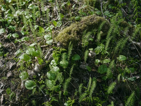Sammaloitunut vihreä metsämaa, jossa aluskasvillisuutta