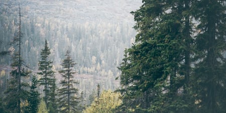 Julkisen sektorin ilmastotyöllä on suuri merkitys