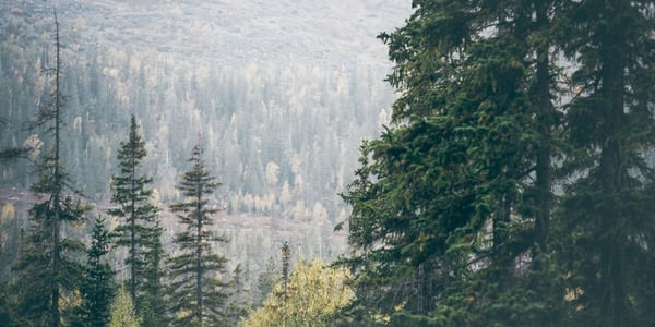 Julkisen sektorin ilmastotyöllä on suuri merkitys