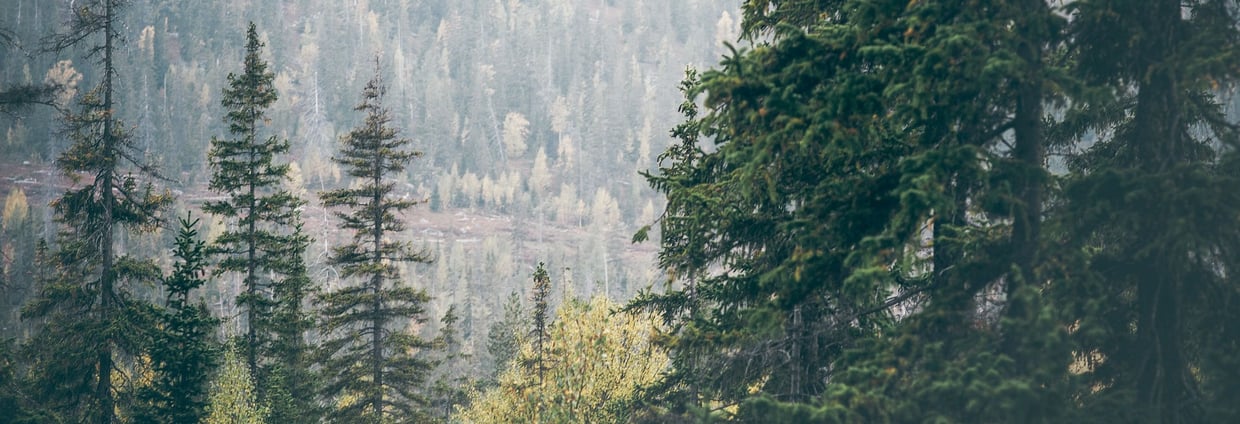 Large-Screen-72-DPI-Vatttenfall_forest_landscape_182147369-4