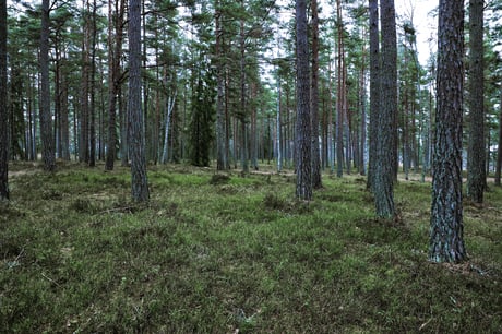 metsä
