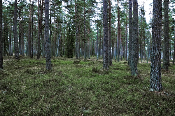 metsä