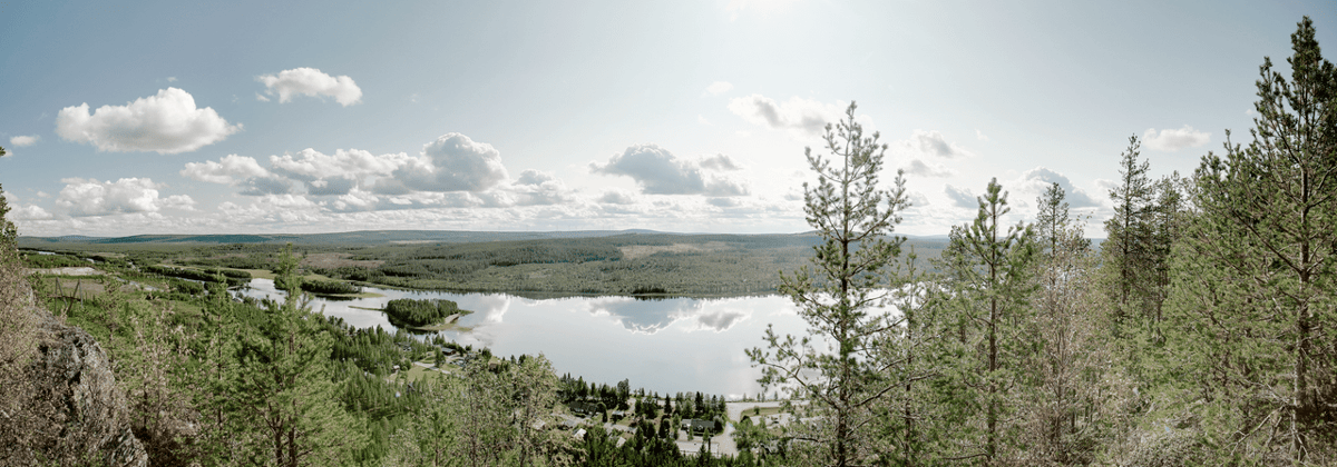 Järvi ja metsäinen maisema mäntyjen lomasta katsottuna