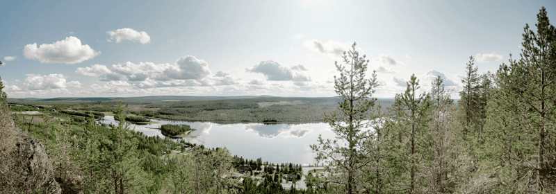 Järvi ja metsäinen maisema mäntyjen lomasta katsottuna
