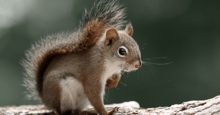 Orava