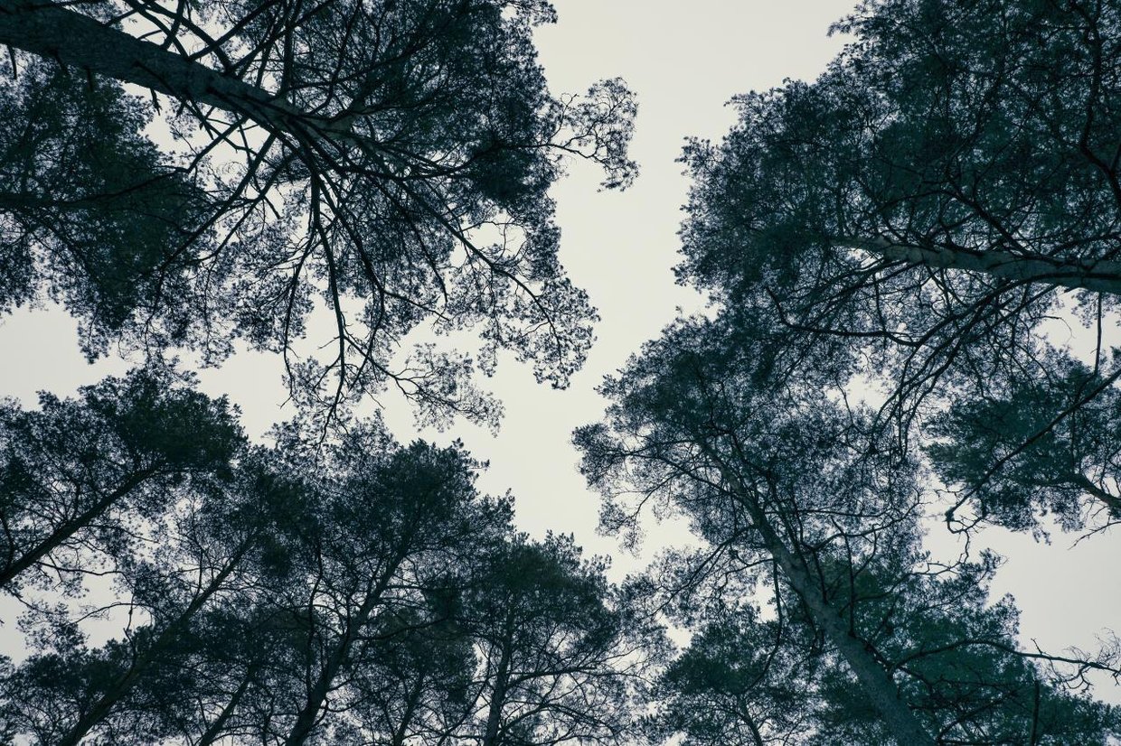 Trees winter