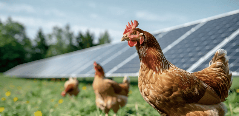 chicken-in-solar-farm_ai-generated-adobe-stock