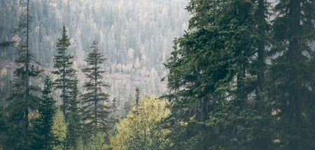 Metsämaisema