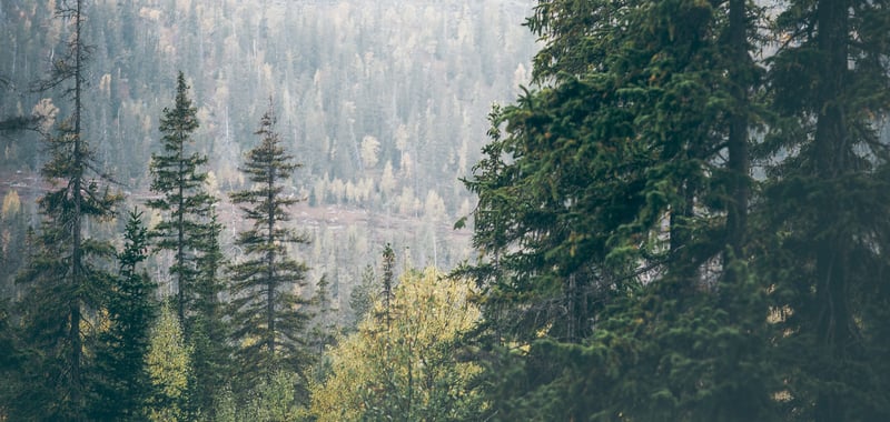 Metsämaisema