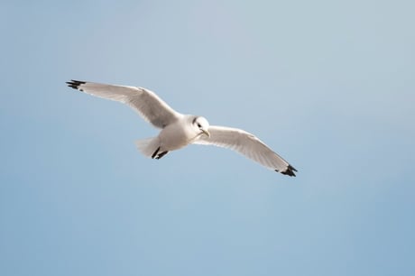Pikkukajava